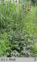 Sanguisorba officinalis (krwiściąg lekarski)