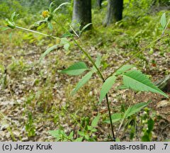 Bidens tripartita (uczep trójlistkowy)
