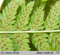 Athyrium filix-femina (wietlica samicza)