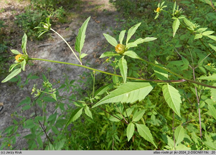 Bidens tripartita (uczep trójlistkowy)