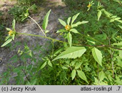 Bidens tripartita (uczep trójlistkowy)