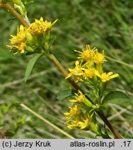 Solidago virgaurea s.str. (nawłoć pospolita)