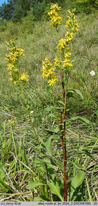 Solidago virgaurea s.str. (nawłoć pospolita)