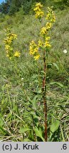Solidago virgaurea s.str. (nawłoć pospolita)