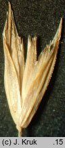 Scolochloa marchica