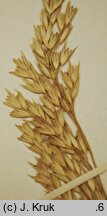 Scolochloa marchica