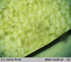 Utricularia ochroleuca (pływacz krótkoostrogowy)