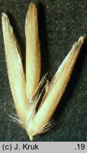 Scolochloa marchica