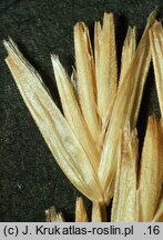 Scolochloa marchica