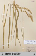 Scolochloa marchica