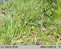 Geranium columbinum (bodziszek gołębi)