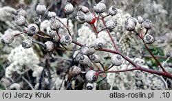 Rosa multiflora (róża wielokwiatowa)