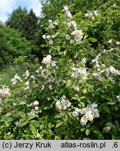 Rosa multiflora (róża wielokwiatowa)