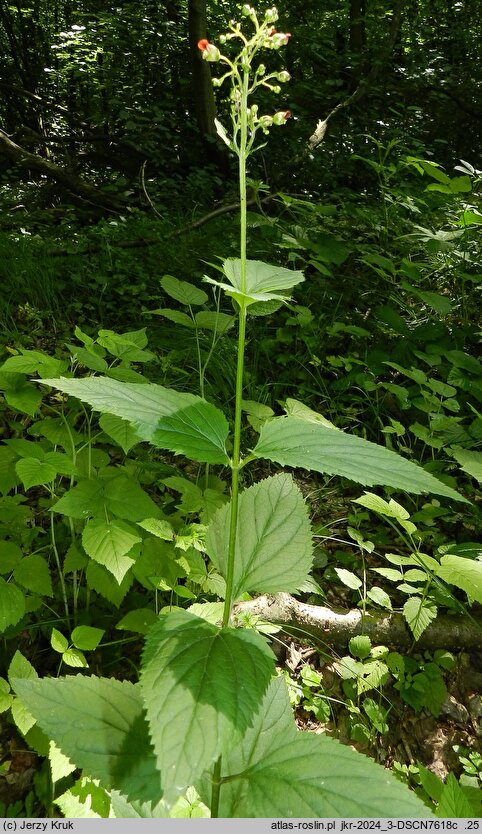 Scrophularia nodosa (trędownik bulwiasty)