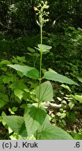 Scrophularia nodosa (trędownik bulwiasty)