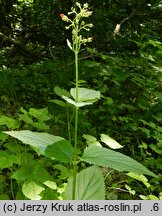 Scrophularia nodosa (trędownik bulwiasty)