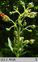 Scrophularia nodosa (trędownik bulwiasty)