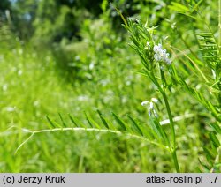 Vicia hirsuta (wyka drobnokwiatowa)