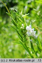 Vicia hirsuta (wyka drobnokwiatowa)