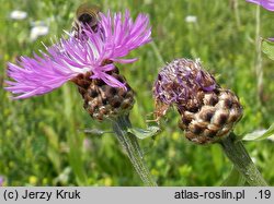 Centaurea jacea (chaber łąkowy)
