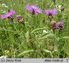 Centaurea jacea (chaber łąkowy)