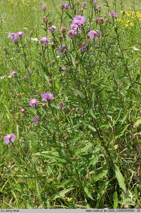Centaurea jacea (chaber łąkowy)
