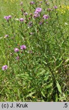 Centaurea jacea (chaber łąkowy)
