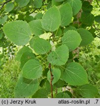 Populus tremula (topola osika)
