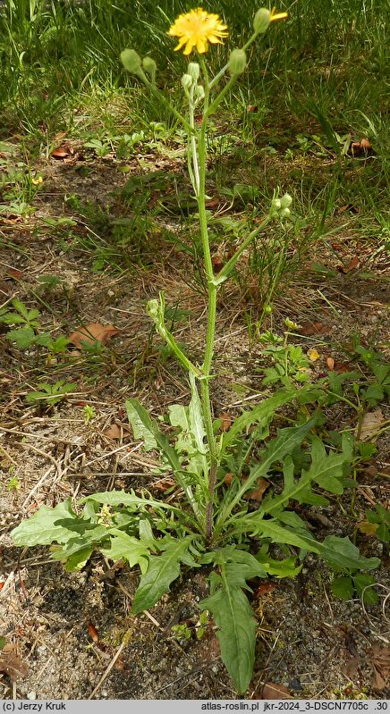 Crepis capillaris (pępawa zielona)