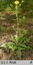 Crepis capillaris (pępawa zielona)