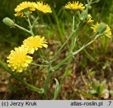 Crepis capillaris (pępawa zielona)