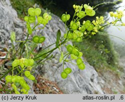 Biscutella laevigata (pleszczotka górska)