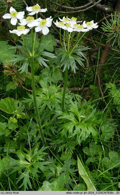 Anemonastrum narcissiflorum (zawilec narcyzowy)