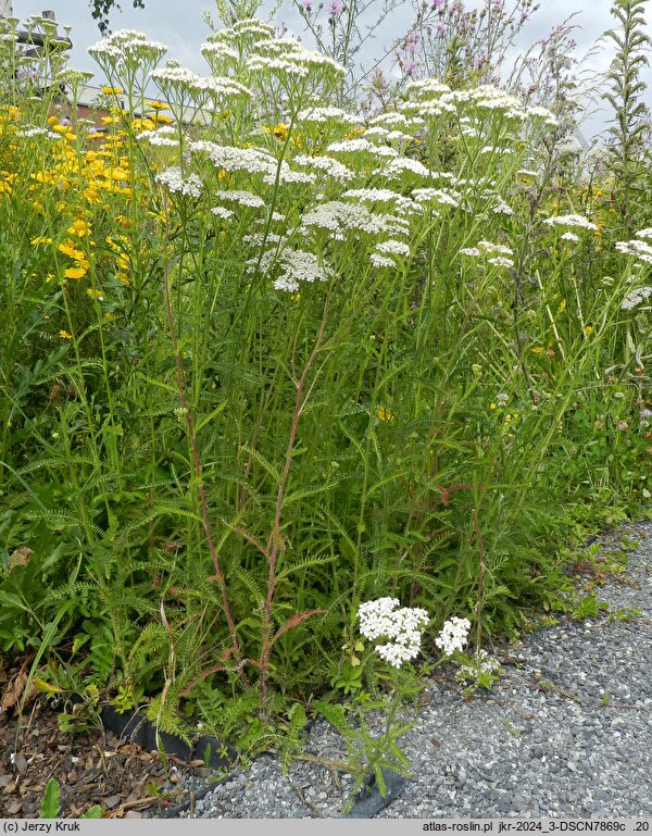Achillea millefolium s.str. (krwawnik pospolity s.str.)