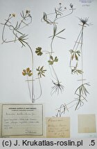 Ranunculus binatus (jaskier dwoisty)
