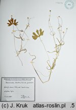 Ranunculus binatus (jaskier dwoisty)