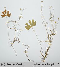 Ranunculus binatus (jaskier dwoisty)