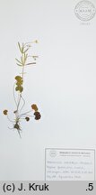 Ranunculus subtatricus (jaskier podtatrzański)