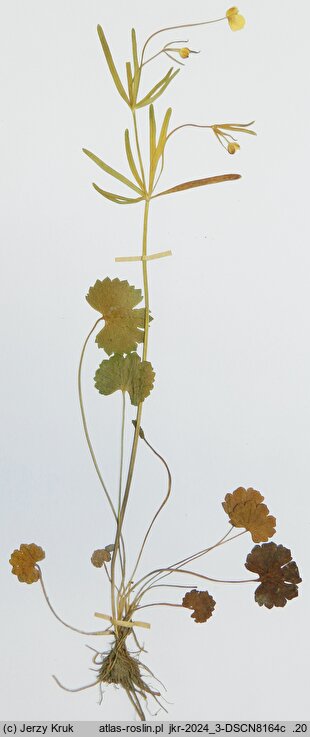 Ranunculus subtatricus (jaskier podtatrzański)