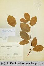 Sorbus carpatica (jarząb karpacki)