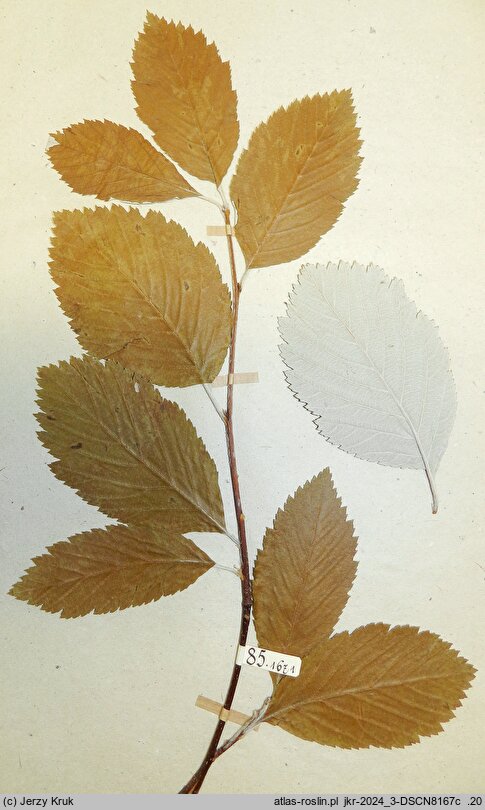 Sorbus carpatica (jarząb karpacki)