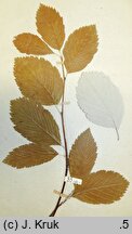 Sorbus carpatica (jarząb karpacki)