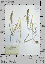 Trisetum flavescens (konietlica łąkowa)