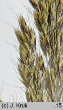 Trisetum flavescens (konietlica łąkowa)