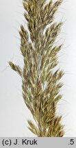 Trisetum flavescens (konietlica łąkowa)