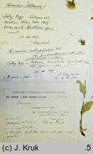 Hieracium valdepilosum (jastrzębiec włochaty)