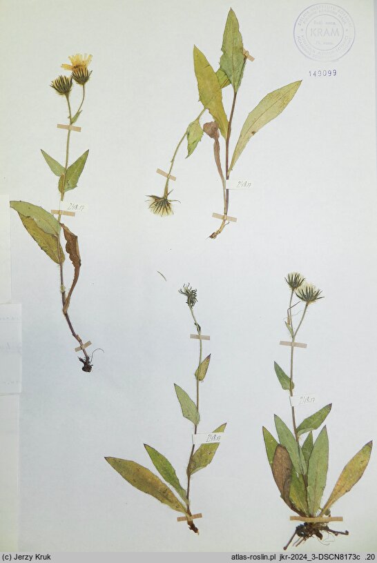 Hieracium valdepilosum (jastrzębiec włochaty)