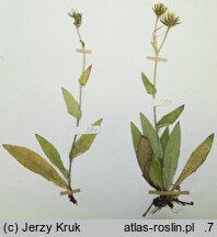 Hieracium valdepilosum (jastrzębiec włochaty)