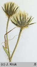 Hieracium valdepilosum (jastrzębiec włochaty)