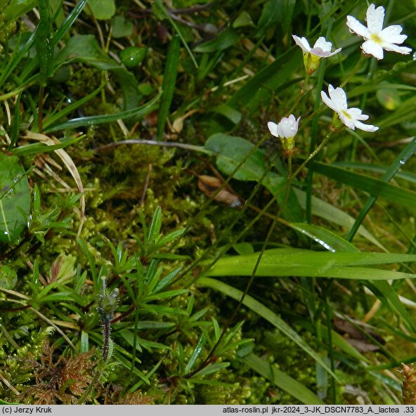 Androsace lactea (naradka mlecznobiała)